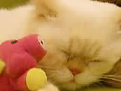 Exotic Shorthair Persian cat napping